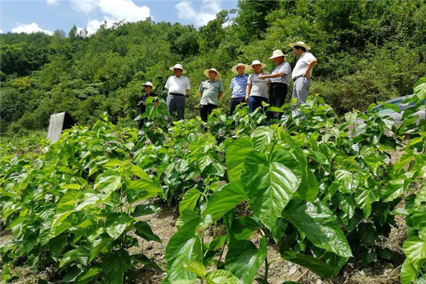 宝业（集团）公司参加中原镇麻庙村召开“抓产业促脱贫”暨蚕桑产业技术培训会议