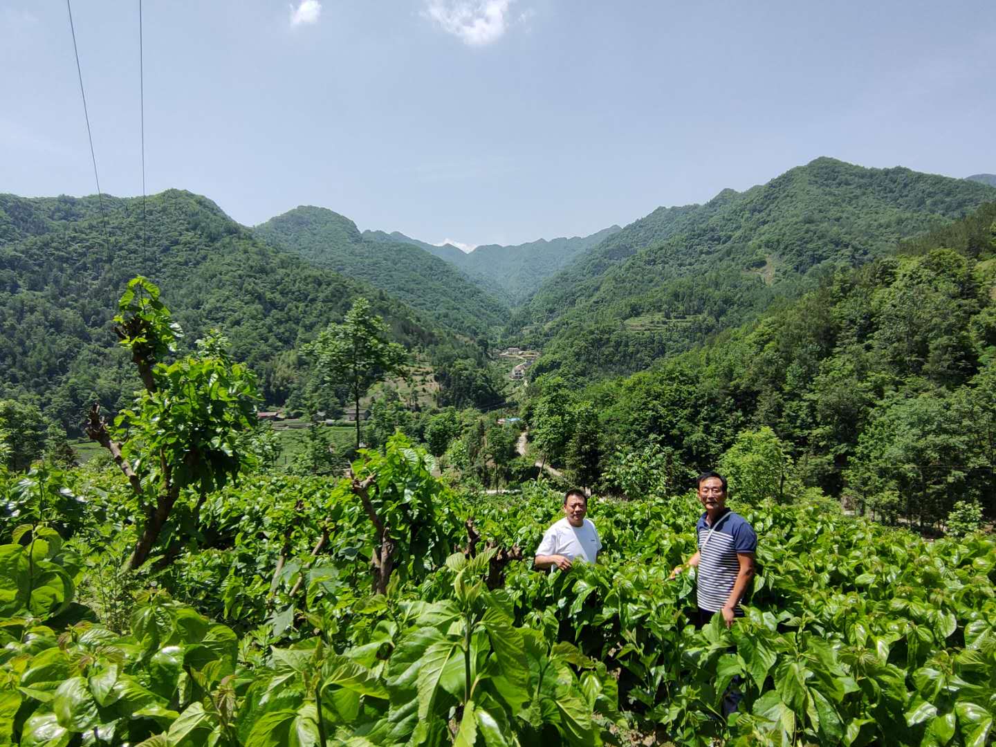 宝业公司送物资送技术 全力帮扶麻庙村高起点发展蚕桑产业